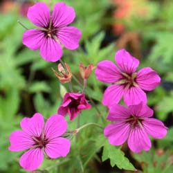 geranium patricia
